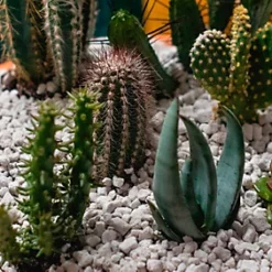 LAVA-LITE Cactus Gro, Natural Growing Media For Cacti, 1 Litre -Draper Tool Shop lava lite cactus gro natural growing media for cacti 1 litre0652217253634 03c MP