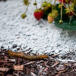 LAVA-LITE No Slugs Natural Slug Deterrent 1 Litre -Draper Tool Shop lava lite no slugs natural slug deterrent 1 litre0652217759631 03c MP