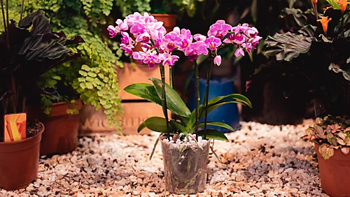 LAVA-LITE Orchid Gro, Orchid Growing Medium, 3 Litres 5 LAVA-LITE Orchid Gro, Orchid Growing Medium, 3 Litres - Image 3