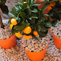 LAVA-LITE Plus Multi-purpose Stone 1 Litre -Draper Tool Shop lava lite plus multi purpose stone 1 litre0652217417852 03c MP