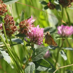 Meadowmat Wildflower Turf, 20m² Pack 9 Meadowmat Wildflower Turf, 20m² Pack -Draper Tool Shop meadowmat wildflower turf 20m pack04168157 02i