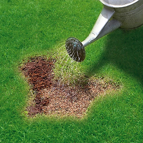 Miracle-Gro Patch Magic Lawn Repair 13m² 1kg 6 Miracle-Gro Patch Magic Lawn Repair 13m² 1kg - Image 4