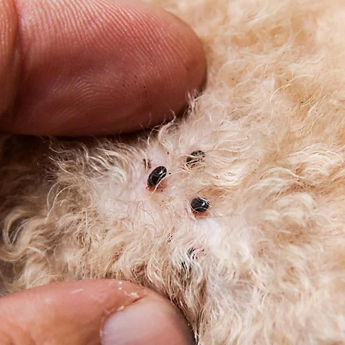 NOPE CP Flea Killer Spray (500ml) Fast Acting, Long-Lasting For Household Environments. Non-Staining, Odourless. HSE Approved. 4 NOPE CP Flea Killer Spray (500ml) Fast Acting, Long-Lasting For Household Environments. Non-Staining, Odourless. HSE Approved. - Image 2