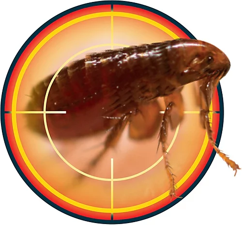 NOPE CP Flea Killer Spray (500ml) Fast Acting, Long-Lasting For Household Environments. Non-Staining, Odourless. HSE Approved. 6 NOPE CP Flea Killer Spray (500ml) Fast Acting, Long-Lasting For Household Environments. Non-Staining, Odourless. HSE Approved. - Image 4