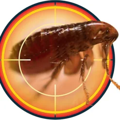 NOPE CP Flea Killer Spray (5L) Fast Acting, Long-Lasting For Household Environments. Non-Staining, Odourless. HSE Approved. -Draper Tool Shop nope cp flea killer spray 5l fast acting long lasting for household environments non staining odourless hse approved 5060132766002 04c MP