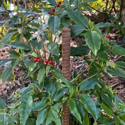 Pack Of 3 Coco Fibre Palm Stick Plant Supports (80cm) -Draper Tool Shop pack of 3 coco fibre palm stick plant supports 80cm 5060266599668 04c MP