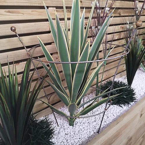 Pack Of 4 Tom Chambers Herbaceous Bare Rusted Steel Garden Plant Support Medium 54cm X 40cm 4 Pack Of 4 Tom Chambers Herbaceous Bare Rusted Steel Garden Plant Support Medium 54cm X 40cm - Image 2