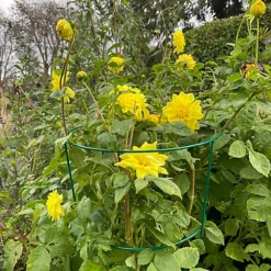 Pack Of 5 Conical Garden Plant Support Rings (75cm) -Draper Tool Shop pack of 5 conical garden plant support rings 75cm 5060266597152 03c MP