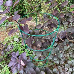 Pack Of 5 Conical Garden Plant Support Rings (75cm) -Draper Tool Shop pack of 5 conical garden plant support rings 75cm 5060266597152 04c MP