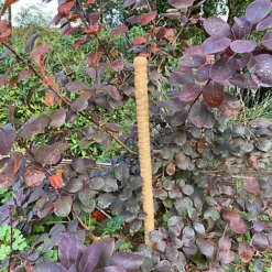 Pack Of 6 Coco Fibre Palm Stick Plant Supports (80cm) -Draper Tool Shop pack of 6 coco fibre palm stick plant supports 80cm 5055031304448 04c MP