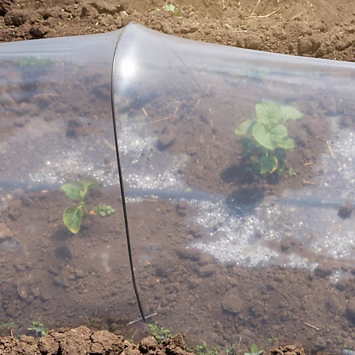 Panacea Steel Curved Plant Cloche Support (L)55cm (Dia)100cm, Pack Of 3 4 Panacea Steel Curved Plant Cloche Support (L)55cm (Dia)100cm, Pack Of 3 - Image 2