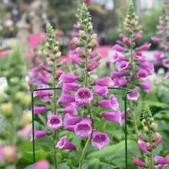 Panacea Steel Curved Plant Support Frame (L)90cm (Dia)40cm, Pack Of 3 -Draper Tool Shop panacea steel curved plant support frame l 90cm dia 40cm pack of 30093432825235 01i bq