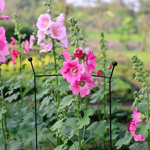 Panacea Steel Curved Plant Support (L)76cm (Dia)46cm 4 Panacea Steel Curved Plant Support (L)76cm (Dia)46cm - Image 2