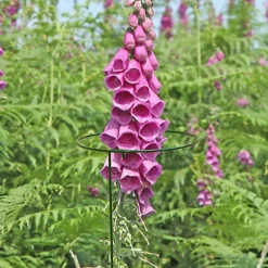 Panacea Steel Single Stem Plant Support (L)122cm (Dia)20.3cm, Pack Of 3 5 Panacea Steel Single Stem Plant Support (L)122cm (Dia)20.3cm, Pack Of 3 -Draper Tool Shop panacea steel single stem plant support l 122cm dia 20 3cm pack of 30093432825457 01i bq