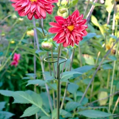 Panacea Steel Single Stem Plant Support (L)122cm (Dia)8.6cm, Pack Of 3 -Draper Tool Shop panacea steel single stem plant support l 122cm dia 8 6cm pack of 30093432825396 01i bq