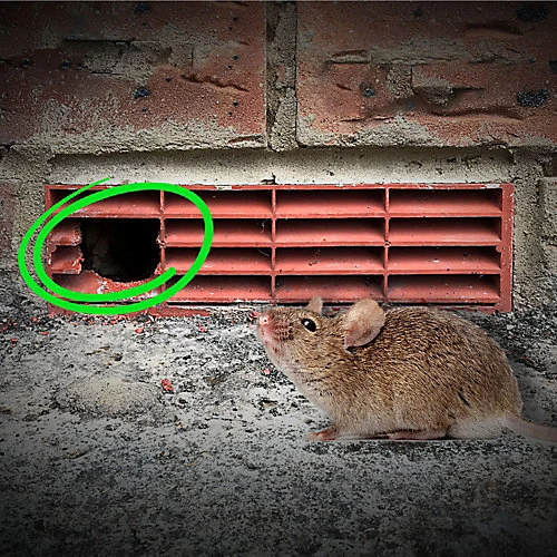 Pest Proofing Air Brick Cover By MouseMesh - Large Brick Red 255mm(W) X 255mm(H) 6 Pest Proofing Air Brick Cover By MouseMesh - Large Brick Red 255mm(W) X 255mm(H) - Image 4