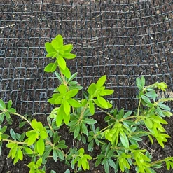 Plant Prickle Strip Dig Stopper Anti Dog And Cat Protection (2m X 30cm) -Draper Tool Shop plant prickle strip dig stopper anti dog and cat protection 2m x 30cm 5060575103976 03c MP