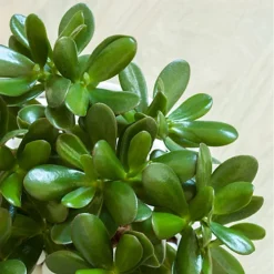 Plantsmith Cacti And Succulent Plant Feed, 500ml Fertiliser -Draper Tool Shop plantsmith cacti and succulent plant feed 500ml fertiliser5060874795407 02c MP