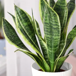 Plantsmith Cacti And Succulent Plant Feed, 500ml Fertiliser -Draper Tool Shop plantsmith cacti and succulent plant feed 500ml fertiliser5060874795407 03c MP