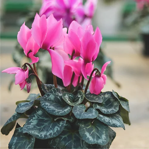 Plantsmith House Plant Feed, 500ml Fertiliser 4 Plantsmith House Plant Feed, 500ml Fertiliser - Image 3