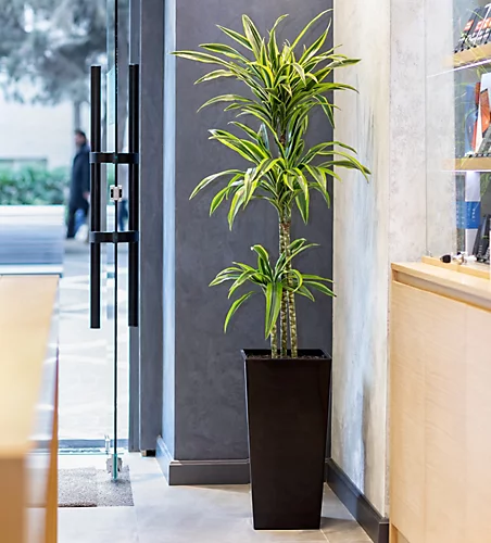 Plantsmith House Plant Feed, 500ml Fertiliser 5 Plantsmith House Plant Feed, 500ml Fertiliser - Image 4