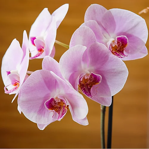 Plantsmith Orchid Care Feed 500ml And Mist 500ml Plant Care Kit, Gift Set Fertiliser 4 Plantsmith Orchid Care Feed 500ml And Mist 500ml Plant Care Kit, Gift Set Fertiliser - Image 2