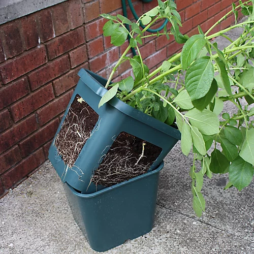 Potato Gro-Pot Patio Vegetable Patio Planter - Pack Of 3 5 Potato Gro-Pot Patio Vegetable Patio Planter - Pack Of 3 - Image 3