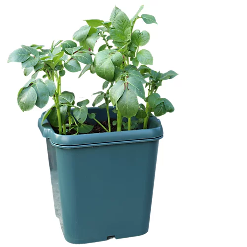Potato Gro-Pot Patio Vegetable Patio Planter - Pack Of 3 6 Potato Gro-Pot Patio Vegetable Patio Planter - Pack Of 3 - Image 4