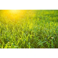 Pro-Kleen Iron Sulphate 10KG PREMIUM Ferrous Pure Lawn Tonic- Lawn Conditioner And Turf Hardener. Dry Powder Soluble In Water 9 Pro-Kleen Iron Sulphate 10KG PREMIUM Ferrous Pure Lawn Tonic- Lawn Conditioner And Turf Hardener. Dry Powder Soluble In Water -Draper Tool Shop pro kleen iron sulphate 10kg premium ferrous pure lawn tonic lawn conditioner and turf hardener dry powder soluble in water5056411323325 04c MP