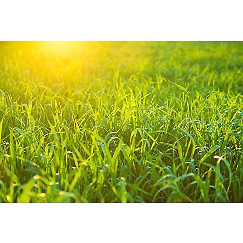 Pro-Kleen Iron Sulphate 10KG PREMIUM Ferrous Pure Lawn Tonic- Lawn Conditioner And Turf Hardener. Dry Powder Soluble In Water 6 Pro-Kleen Iron Sulphate 10KG PREMIUM Ferrous Pure Lawn Tonic- Lawn Conditioner And Turf Hardener. Dry Powder Soluble In Water - Image 4