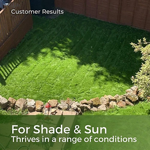 Shade & Sun Grass Seed For Shaded Areas 10kg (140-400m²) 4 Shade & Sun Grass Seed For Shaded Areas 10kg (140-400m²) - Image 2