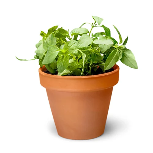 Small Terracotta Plant Pots - (5cm, 16 Pots) Mini Terracotta Plant For Flowers, Herb Planters, Seeds And Decor 3 Small Terracotta Plant Pots - (5cm, 16 Pots) Mini Terracotta Plant For Flowers, Herb Planters, Seeds And Decor