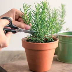 Small Terracotta Plant Pots - (5cm, 16 Pots) Mini Terracotta Plant For Flowers, Herb Planters, Seeds And Decor 7 Small Terracotta Plant Pots - (5cm, 16 Pots) Mini Terracotta Plant For Flowers, Herb Planters, Seeds And Decor -Draper Tool Shop small terracotta plant pots 5cm 16 pots mini terracotta plant for flowers herb planters seeds and decor5060766071114 02c MP