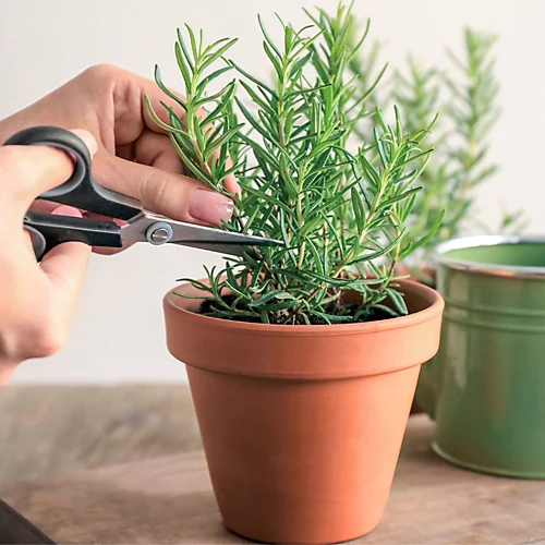 Small Terracotta Plant Pots - (5cm, 16 Pots) Mini Terracotta Plant For Flowers, Herb Planters, Seeds And Decor 4 Small Terracotta Plant Pots - (5cm, 16 Pots) Mini Terracotta Plant For Flowers, Herb Planters, Seeds And Decor - Image 2