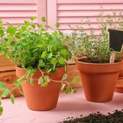 Small Terracotta Plant Pots - (5cm, 16 Pots) Mini Terracotta Plant For Flowers, Herb Planters, Seeds And Decor 9 Small Terracotta Plant Pots - (5cm, 16 Pots) Mini Terracotta Plant For Flowers, Herb Planters, Seeds And Decor -Draper Tool Shop small terracotta plant pots 5cm 16 pots mini terracotta plant for flowers herb planters seeds and decor5060766071114 04c MP