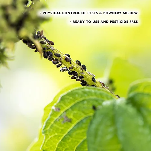 Spear And Jackson Rose Defence 2 X 1L 5 Spear And Jackson Rose Defence 2 X 1L - Image 3