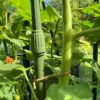 Telescopic Extendable Tomato, Cucumber & Climbing Plant Support Stakes - Heavy Duty Rods, Pk 6 -Draper Tool Shop telescopic extendable tomato cucumber climbing plant support stakes heavy duty rods pk 65060926021263 01c MP