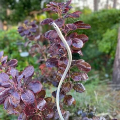 Tomato Spiral Climbing Plant Support Metal Stakes Galvanised Set Of 18 (1.6m) -Draper Tool Shop tomato spiral climbing plant support metal stakes galvanised set of 18 1 6m 5060575109398 03c MP