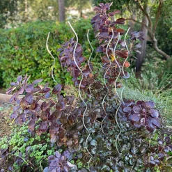 Tomato Spiral Climbing Plant Support Metal Stakes Galvanised Set Of 6 (1.6m) -Draper Tool Shop tomato spiral climbing plant support metal stakes galvanised set of 6 1 6m 5060575102665 04c MP