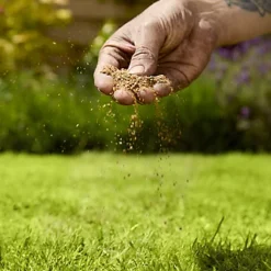 Verve Mamaterra Lawn Feed Granules 100m² 2.5kg -Draper Tool Shop verve mamaterra lawn feed granules 100m 2 5kg5063022034779 02i