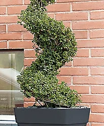 Verve Nurgul Dark Grey Plastic Square Plant Pot (Dia)38cm 6 Verve Nurgul Dark Grey Plastic Square Plant Pot (Dia)38cm -Draper Tool Shop verve nurgul dark grey plastic square plant pot dia 38cm3663602899891 02bq