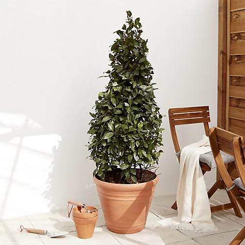 Verve Piave Terracotta Polypropylene (PP) Round Plant Pot (Dia)45cm 5 Verve Piave Terracotta Polypropylene (PP) Round Plant Pot (Dia)45cm - Image 3